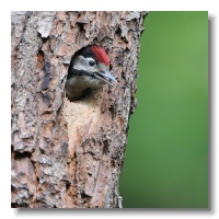 Great spotted Woodpeckers_ANL_3776