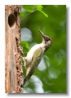 Green Woodpeckers_ANL_3406