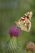 Painted Lady. Walmsley. Cornwall UK.