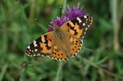 Painted Lady. Walmsley. Cornwall UK.