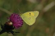 Clouded yellow. Cornwall UK.