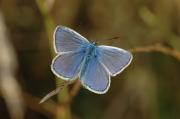 Common Blue. Cornwall UK.