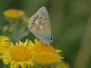 Common blue. Cornwall UK.