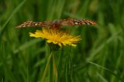 Marsh Fritillary. Breney Common.NR. Cornwall UK.