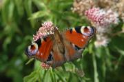 Peacock butterfly feeding on Hemp agrimony. Walmsley. Cornwall UK.