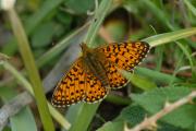 Small Pearl bordered Fritillary at Breney Common.NR. Cornwall UK.