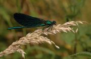 Male Beautiful Demoiselle. Wadebridge, Cornwall UK.