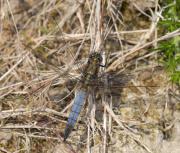 Black tailed Skimmer. Windmill Farm NR. Lizard, Cornwall UK.