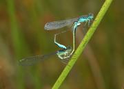 Azure Damselflies in copulation. Breney NR. Cornwall UK.