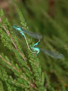 Azure Damselflies in copulation. Breney NR. Cornwall UK.