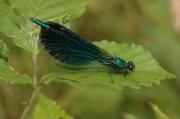 Male Beautiful Demoiselle. Wadebridge, Cornwall UK.