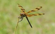 Halloween Pennant. Florida USA.