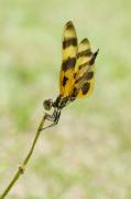 Halloween Pennant. Florida USA.