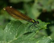 Female Beautiful Demoiselle. Wadebridge, Cornwall UK.