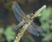 4 spotted Chaser. Breney NR. Cornwall UK.