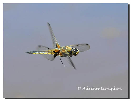 4-spot-chaser_01