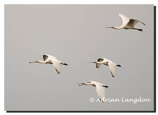 ANL_3301