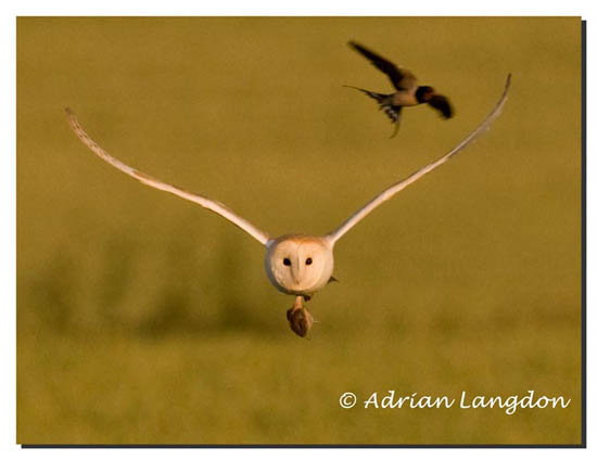 Barn_Owl_1001