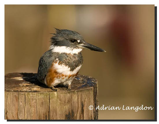Belted_kingfisher