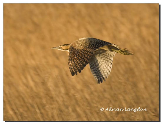 Bittern_04