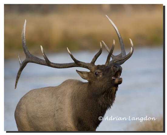 Elk