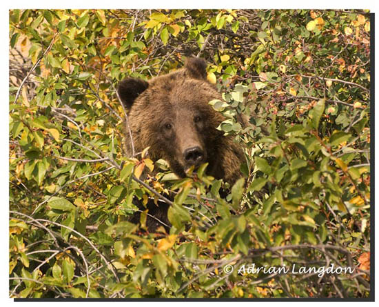 Grizzly bear