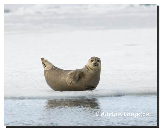 Harbour seal