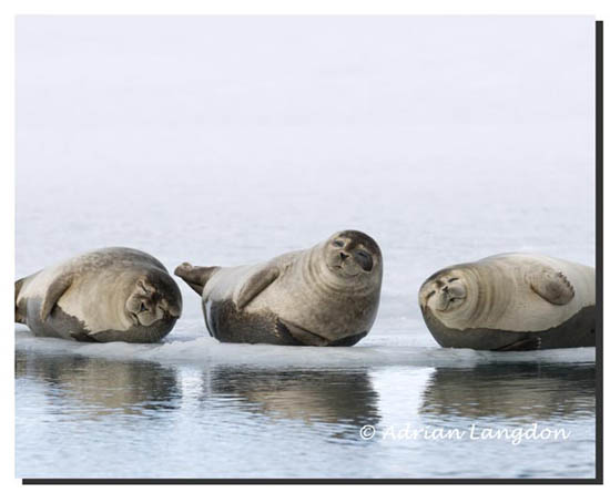 Harbour seals