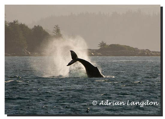 Humpback_Whale
