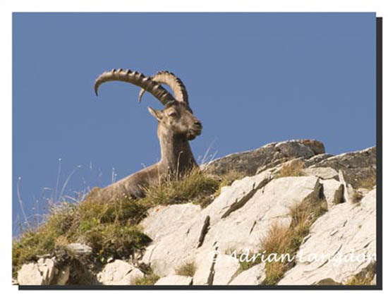 Ibex