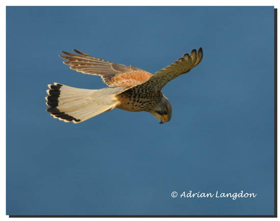 Kestrel_01
