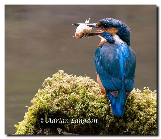 Kingfisher