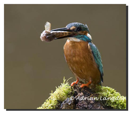 Male Kingfisher
