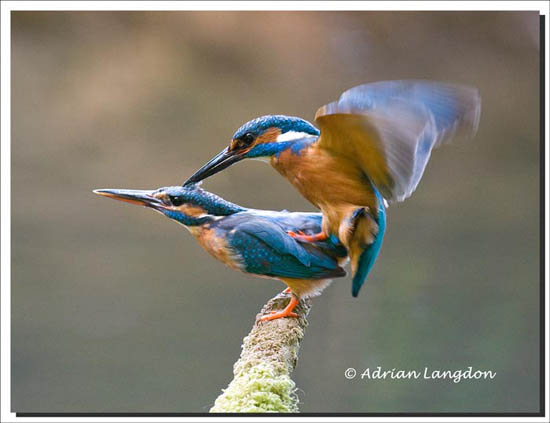 Mating_kingfishers