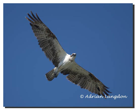 Osprey
