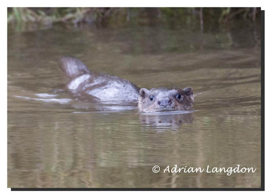 Otter_Amble_stream_01