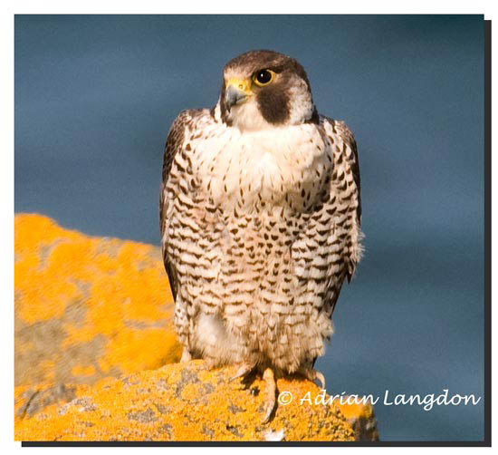 Peregrine_03