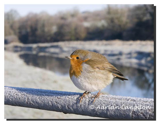Robin-on-Camel-trail-bridge