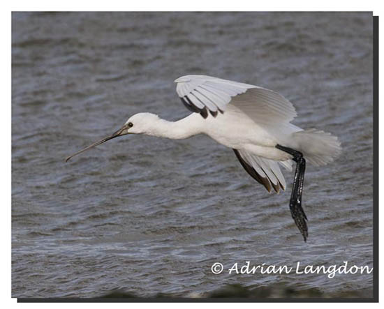 Spoonbill_Camel_est_04