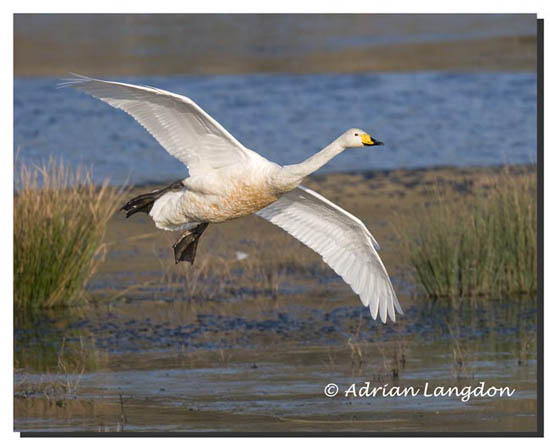 Whooper Swan