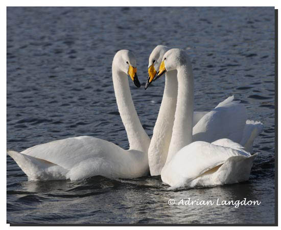 Whooper_swans