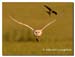 Barn_Owl_1001