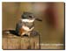 Belted_kingfisher