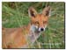Fox_at_Walmsley