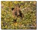 Grizzly bear