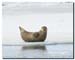 Harbour seal