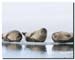 Harbour seals