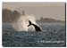 Humpback_Whale