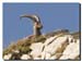 Ibex