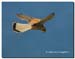 Kestrel_01